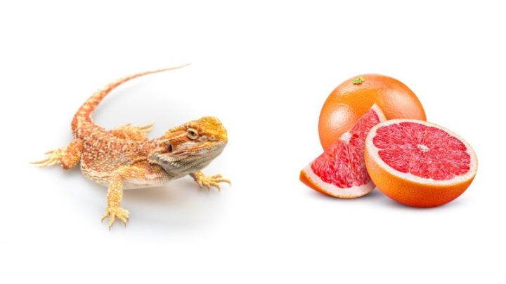 Can Bearded Dragons Eat Grapefruit?