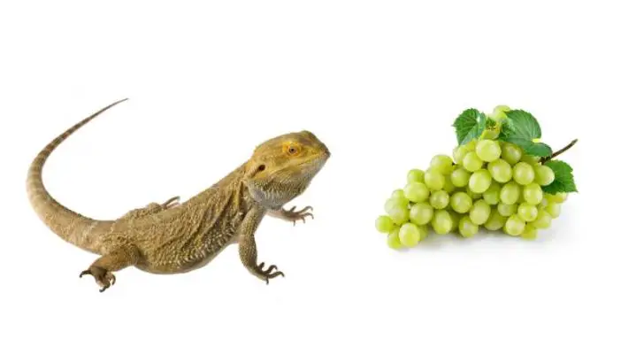 Can Bearded Dragons Eat Grapes? Can It Be Harmful?