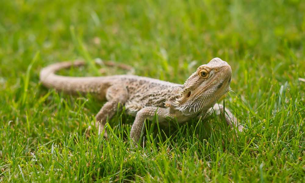 Can Bearded Dragons Eat Grass?