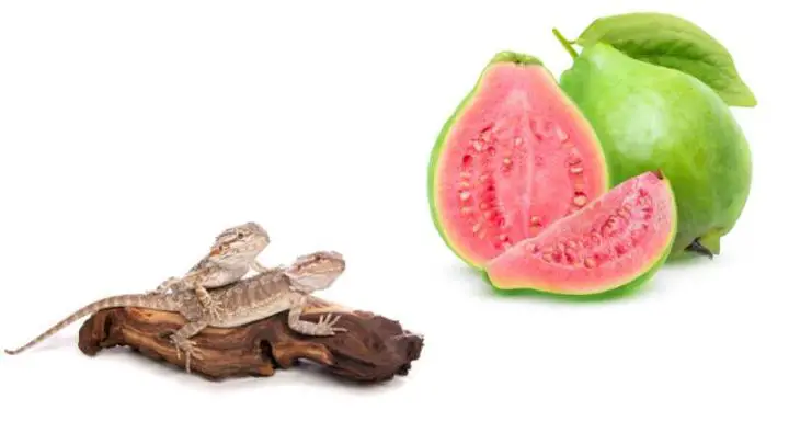 Can Bearded Dragons Eat Guava?