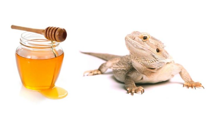 Can Bearded Dragons Eat Honey?