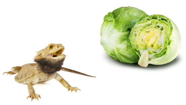 Exquisite Can Bearded Dragons Have Iceberg Lettuce Wallpaper Illustration Exquisite Can Bearded Dragons Have Iceberg Lettuce Wallpaper Illustration