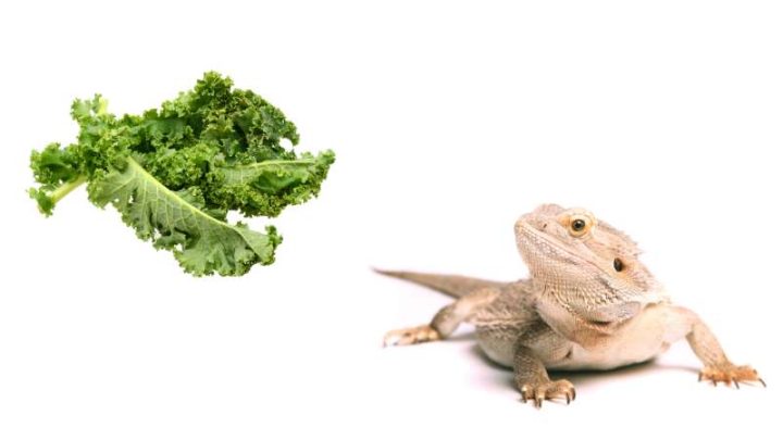 Can Bearded Dragons Eat Kale?