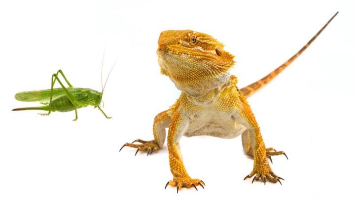 Can Bearded Dragons Eat Locusts?