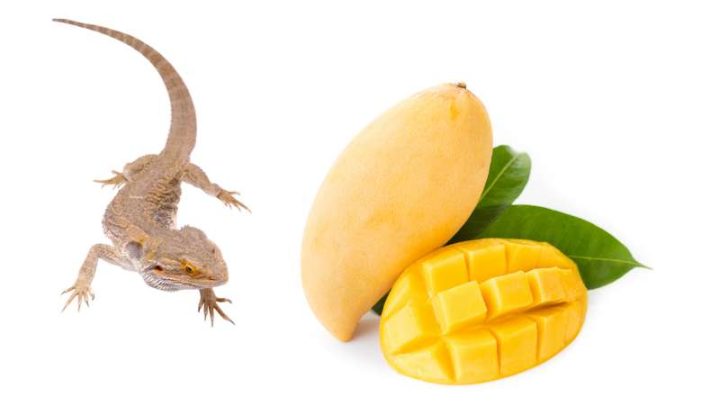 Can Bearded Dragons Eat Mango?