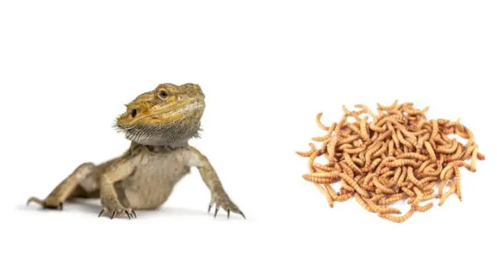 Can Bearded Dragons Eat Mealworms?