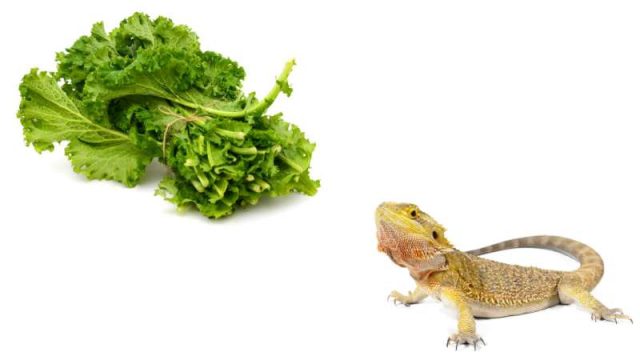 Serene Can Bearded Dragons Eat Mustard Greens Capture Digital Art Serene Can Bearded Dragons Eat Mustard Greens Capture Digital Art
