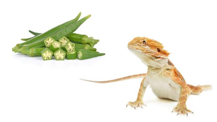 Can Bearded Dragons Eat Okra?