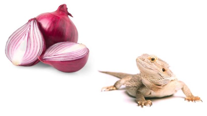 Can Bearded Dragons Eat Onions?