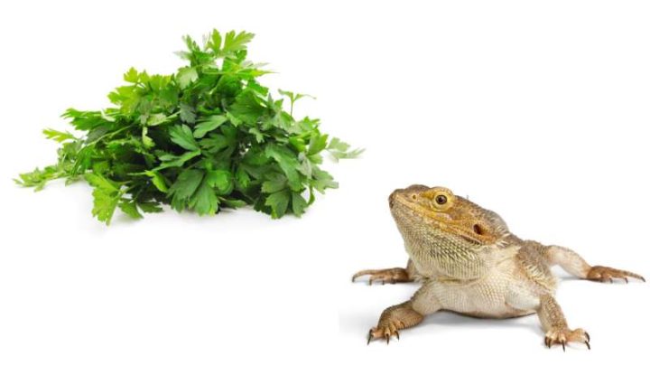 Can Bearded Dragons Eat Parsley?