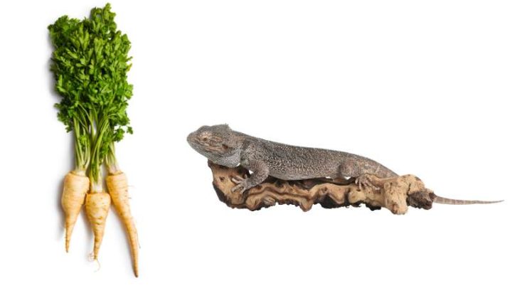 Can Bearded Dragons Eat Parsnips?