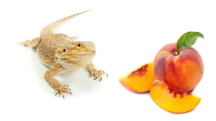 Can Bearded Dragons Eat Peaches?