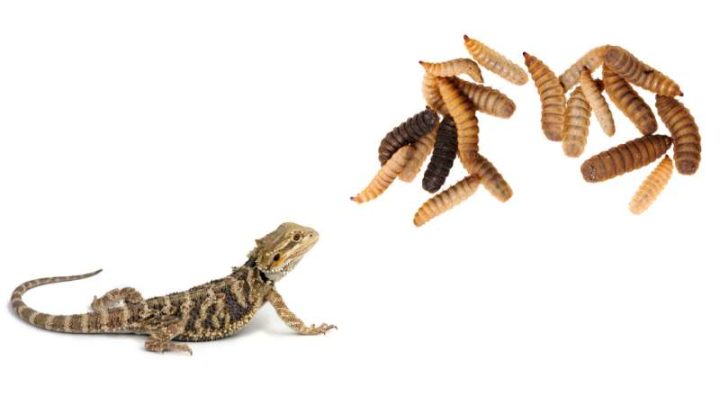 Can Bearded Dragons Eat Phoenix Worms?