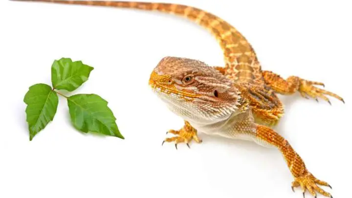 Can Bearded Dragons Eat Poison Ivy?