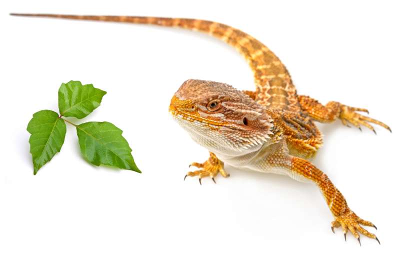 Can Bearded Dragons Eat Poison Ivy? Pet Diet Guide