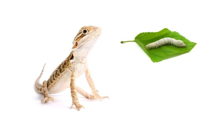 Can Bearded Dragons Eat Silkworms?