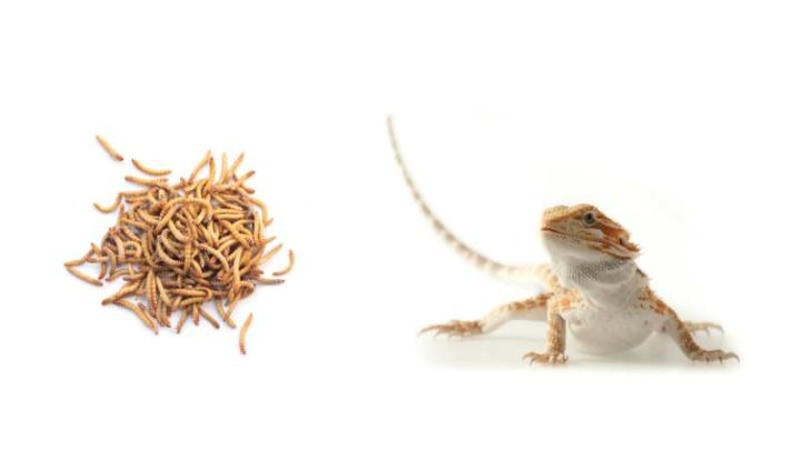 Can Bearded Dragons Eat Superworms? (aka King Worms)