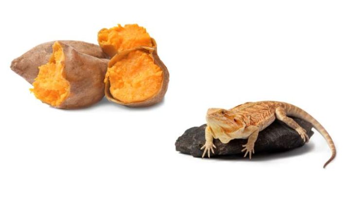 Can Bearded Dragons Eat Sweet Potatoes?