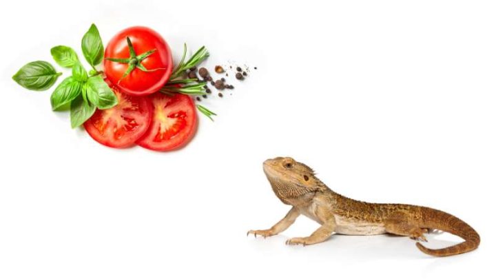 Can Bearded Dragons Eat Tomatoes?