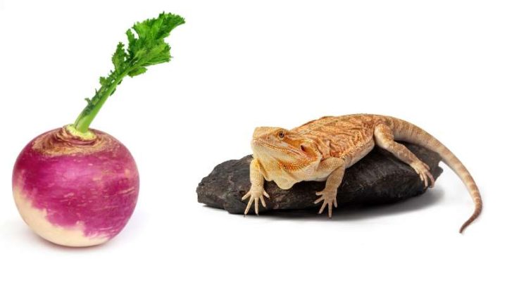 Can Bearded Dragons Eat Turnips?