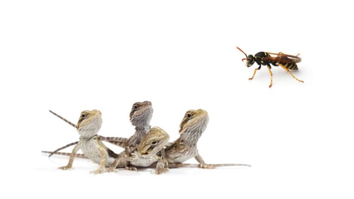 Can Bearded Dragons Eat Wasps?
