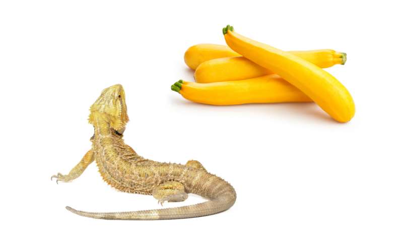 Artistic Can Bearded Dragons Eat Yellow Squash Scene for Desktop Artistic Can Bearded Dragons Eat Yellow Squash Scene for Desktop