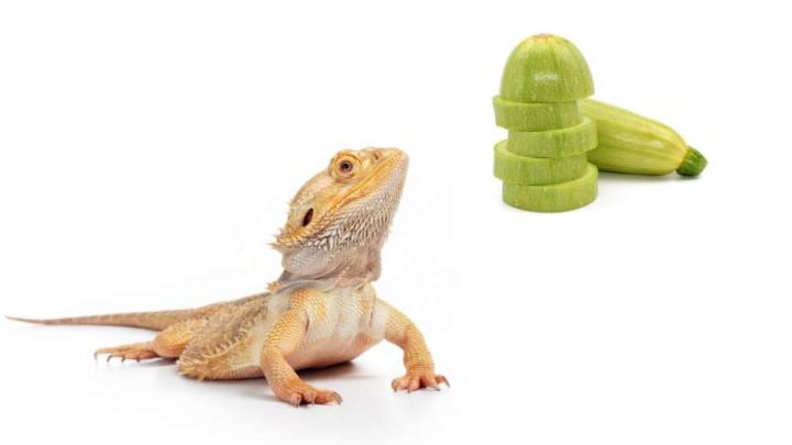 Can Bearded Dragons Eat Zucchini?