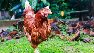 Can Chickens Eat Banana Chips? | Pet Diet Guide