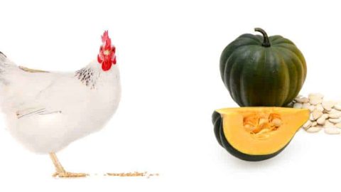 Can Chickens Eat Acorn Squash? | Pet Diet Guide