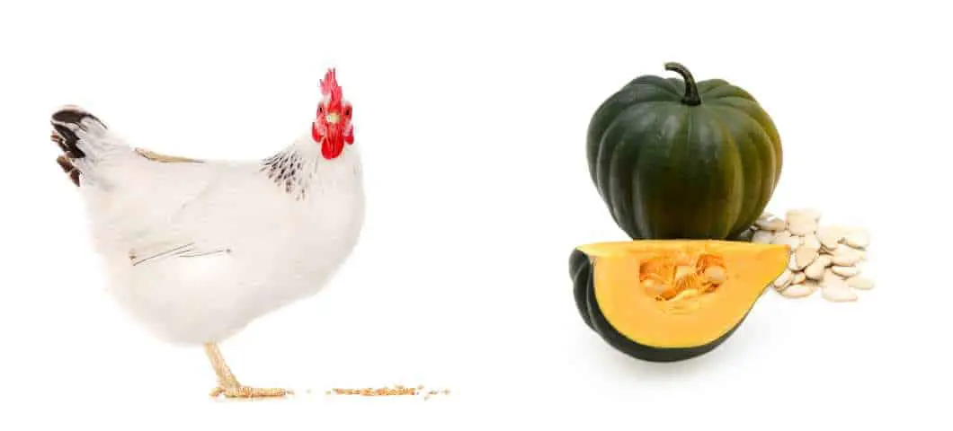 Can Chickens Eat Acorn Squash?
