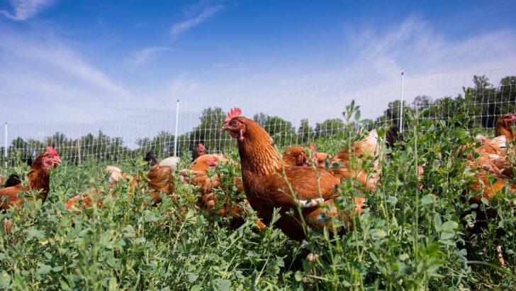 Can Chickens Eat Alfalfa?