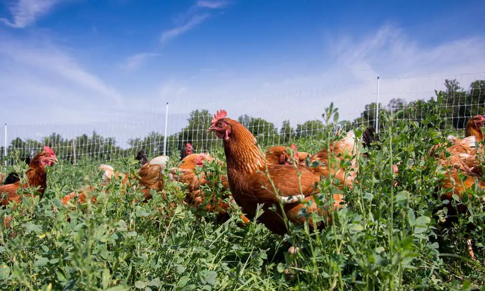 Can Chickens Eat Alfalfa?