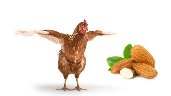 Can Chickens Eat Almonds?
