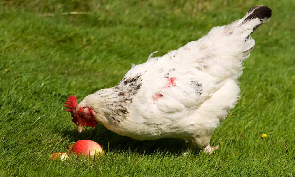 Can Chickens Eat Apples?