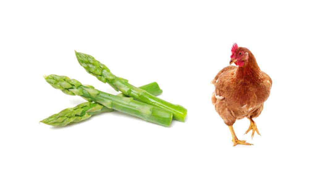 Can Chickens Eat Asparagus?