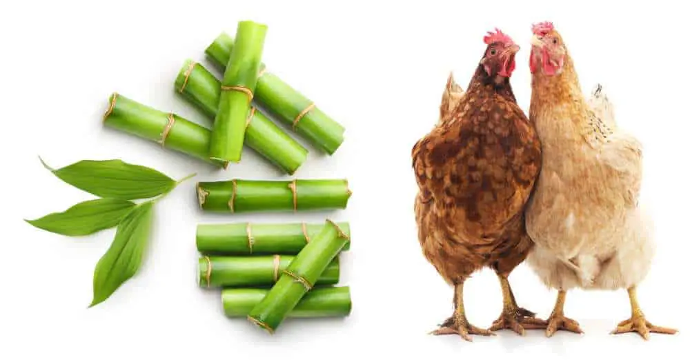 Can Chickens Eat Bamboo?