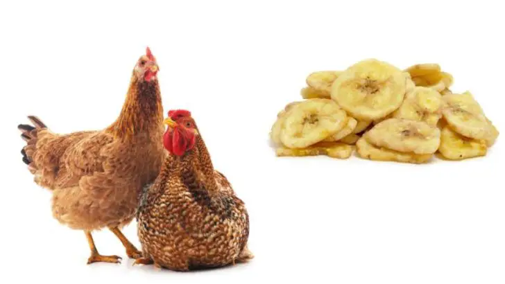 Can Chickens Eat Banana Chips?