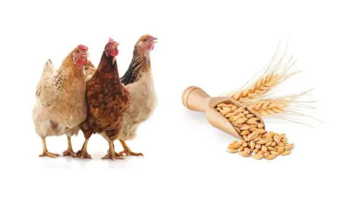 Can Chickens Eat Barley?