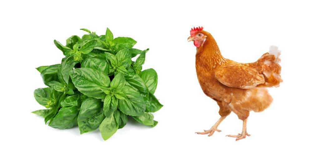 Can Chickens Eat Basil? Pet Diet Guide