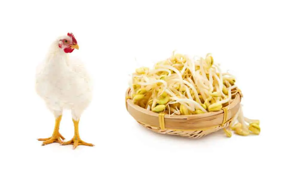 Can Chickens Eat Bean Sprouts?