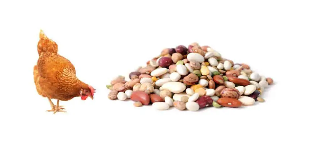 Can Chickens Eat Beans?