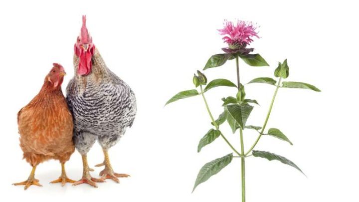 Can Chickens Eat Bee Balm?