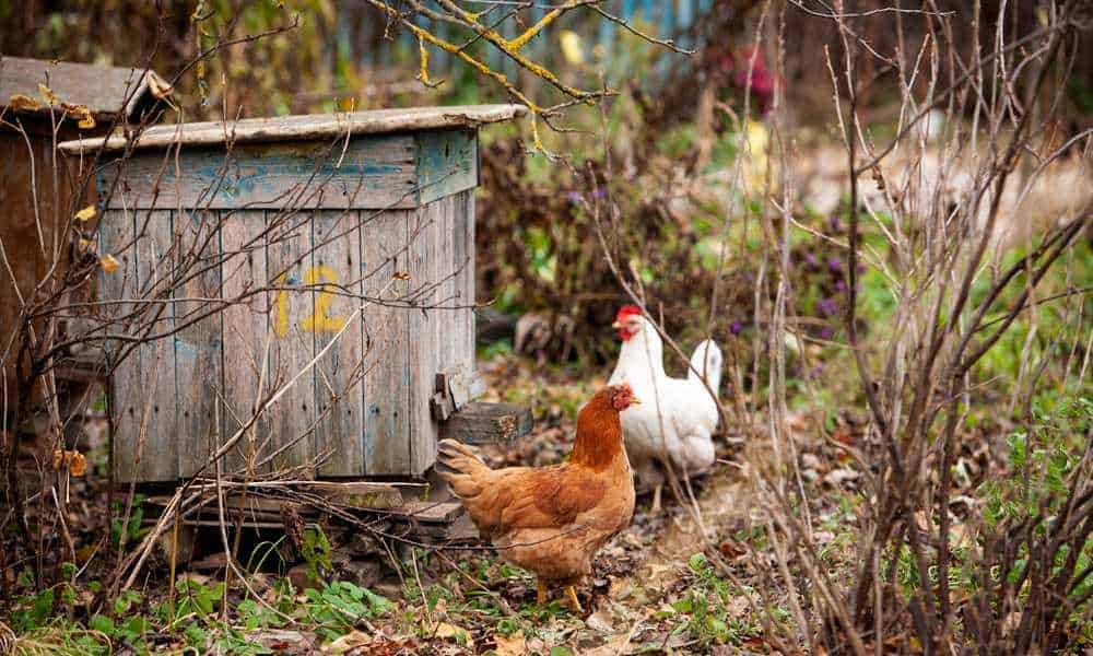 Can Chickens Eat Bees? Pet Diet Guide