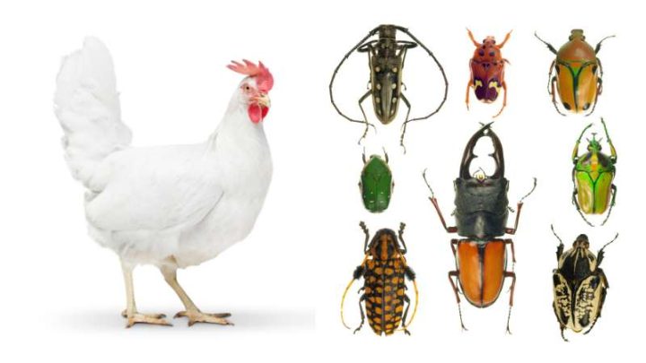 Can Chickens Eat Beetles?
