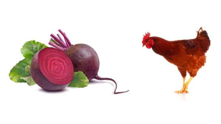 Can Chickens Eat Beets? Beetroot Leaves?