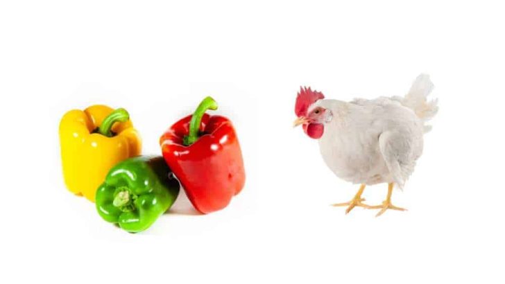 Can Chickens Eat Bell Peppers?