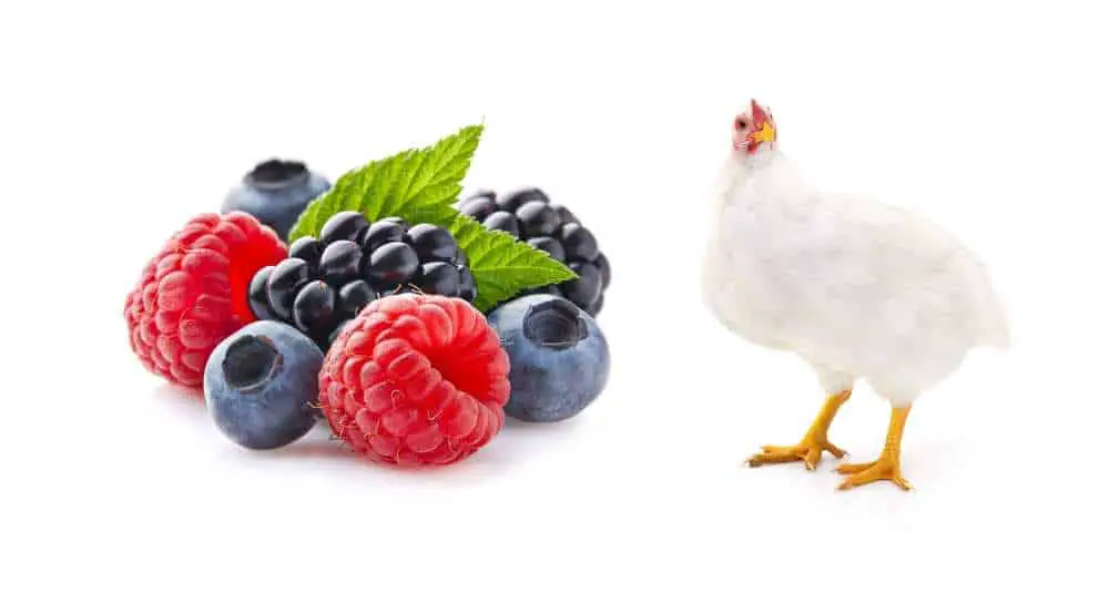 Can Chickens Eat Berries?