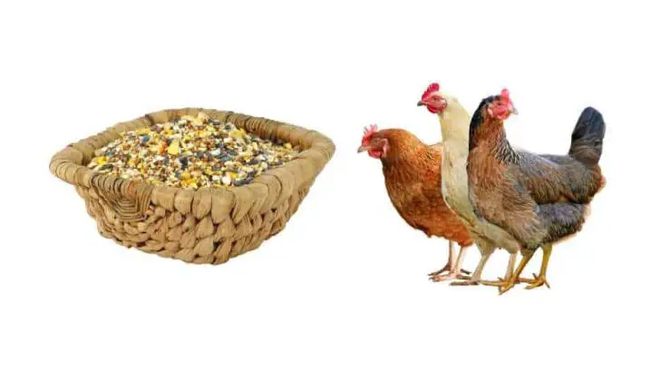 Can Chickens Eat Bird Food?
