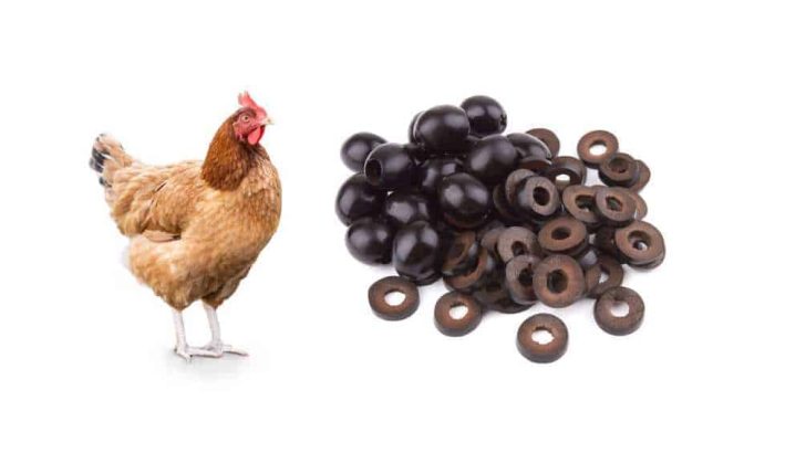 Can Chickens Eat Black Olives?