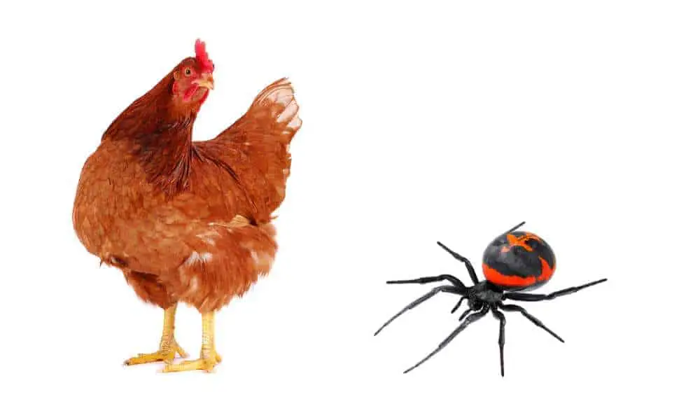 Can Chickens Eat Black Widows?
